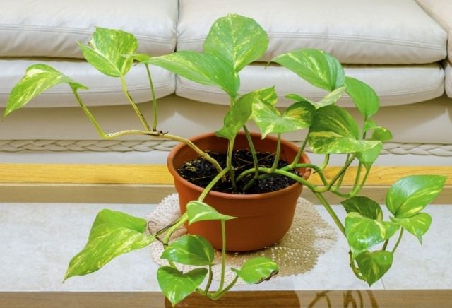 Эпипремнум золотистый (Epipremnum aureum), или Сциндапсус золотистый (Scindapsus aureus) Эпипремнум золотистый (Epipremnum aureum), или Сциндапсус золотистый (Scindapsus aureus)