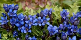 Горечавка (Gentiana)