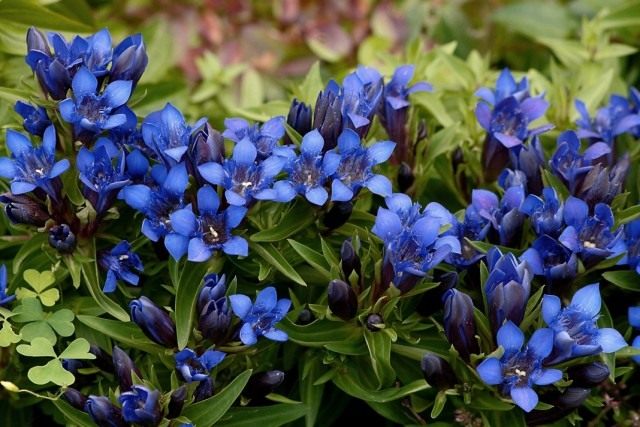 Горечавка (Gentiana) Горечавка (Gentiana)