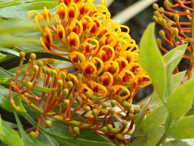 Гревиллея крупная, или Гревиллея мощная (Grevillea robusta) Гревиллея крупная, или Гревиллея мощная (Grevillea robusta)