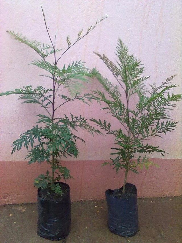 Гревиллея крупная (Grevillea robusta) Гревиллея крупная (Grevillea robusta)