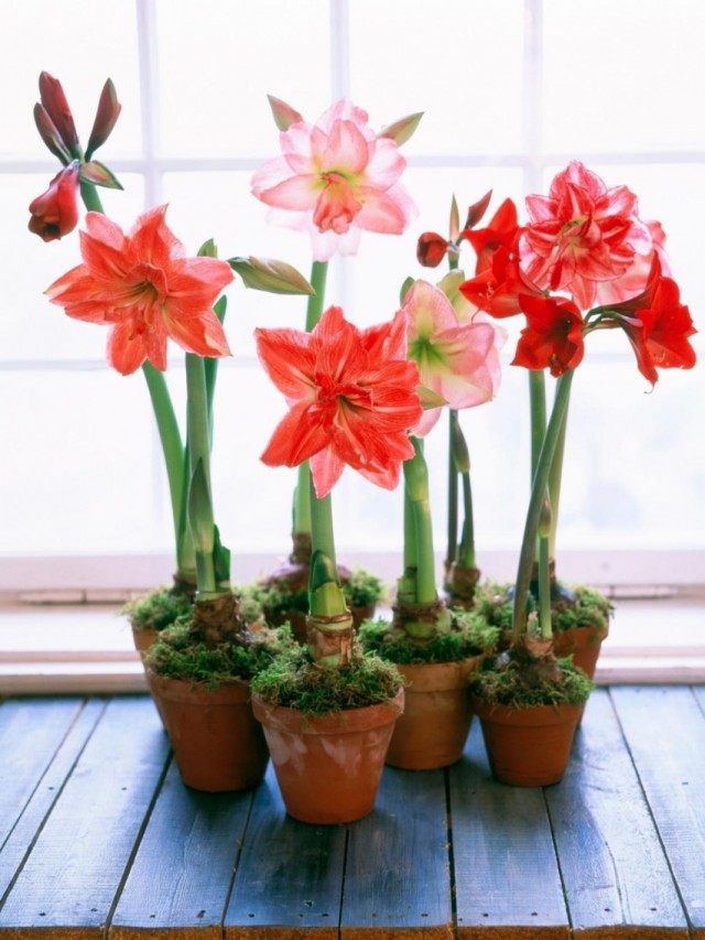 Гиппеаструм (Hippeastrum) Гиппеаструм (Hippeastrum)