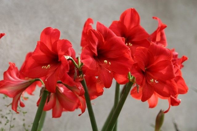 Гиппеаструм (Hippeastrum) Гиппеаструм (Hippeastrum)
