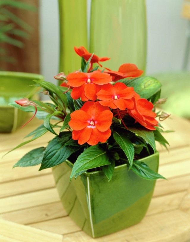 Бальзамин, или Недотрога Уоллера (Impatiens walleriana) Бальзамин, или Недотрога Уоллера (Impatiens walleriana)