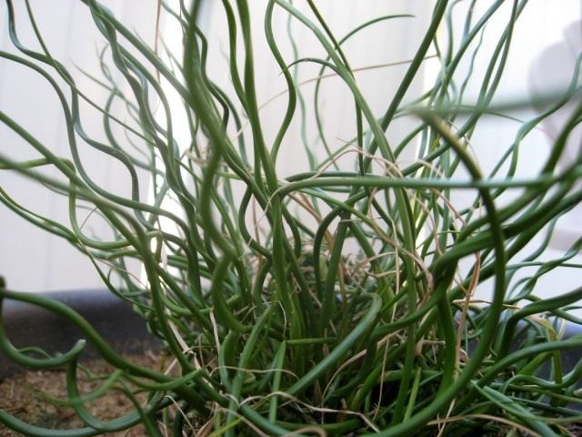 Ситник развесистый «Спиралис» (Juncus effusus 'Spiralis'), или Ситник спиральный Ситник развесистый «Спиралис» (Juncus effusus 'Spiralis'), или Ситник спиральный