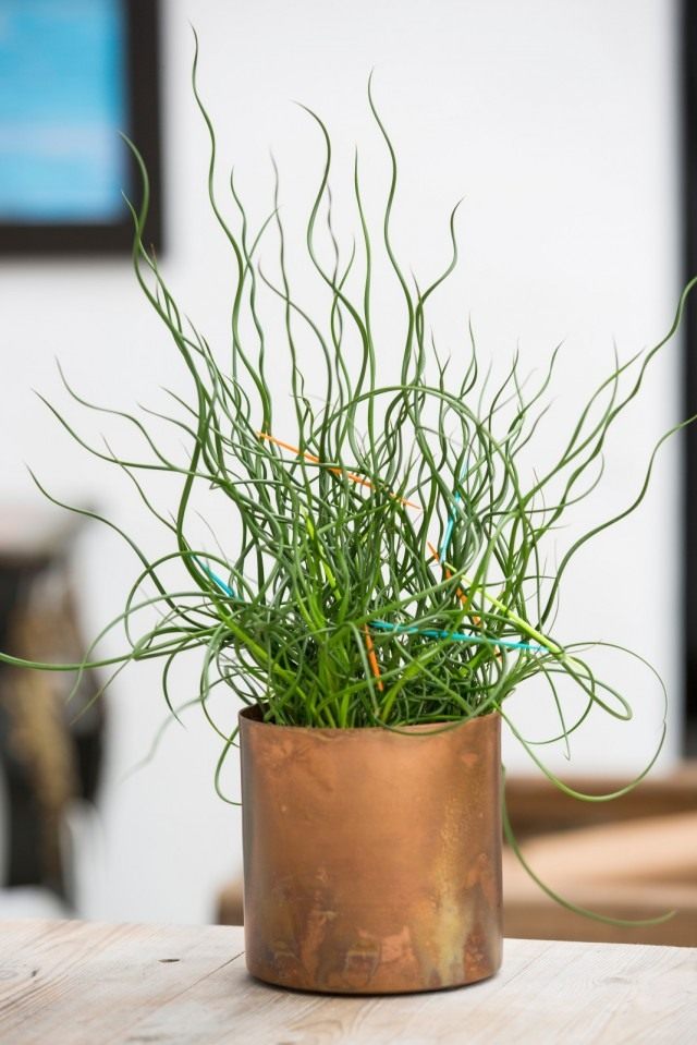 Ситник развесистый «Спиралис» (Juncus effusus 'Spiralis'), или Ситник спиральный Ситник развесистый «Спиралис» (Juncus effusus 'Spiralis'), или Ситник спиральный