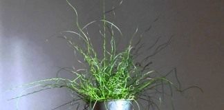 Ситник развесистый «Спиралис» (Juncus effusus 'Spiralis'), или Ситник спиральный