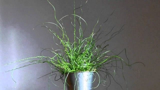 Ситник развесистый «Спиралис» (Juncus effusus 'Spiralis'), или Ситник спиральный Ситник развесистый «Спиралис» (Juncus effusus 'Spiralis'), или Ситник спиральный
