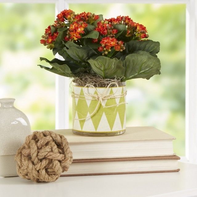Каланхоэ (Kalanchoe) Каланхоэ (Kalanchoe)