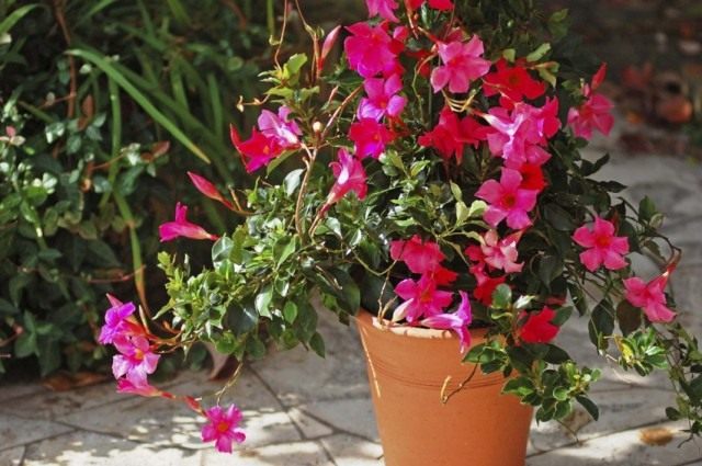 Мандевилла Сандера (Mandevilla sanderi) Мандевилла Сандера (Mandevilla sanderi)
