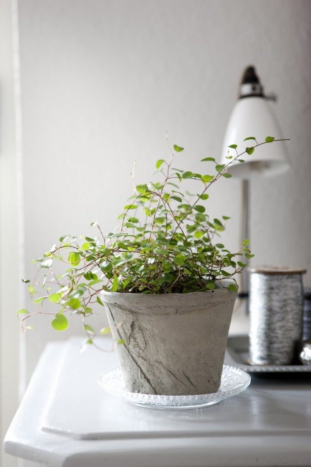 Мюленбекия спутанная (Muehlenbeckia complexa) Мюленбекия спутанная (Muehlenbeckia complexa)