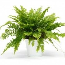 Нефролеписы (Nephrolepis) Нефролеписы (Nephrolepis)