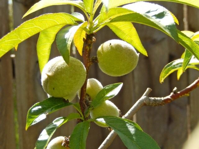 Плоды персика на дереве