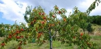 Персиковое дерево с плодами