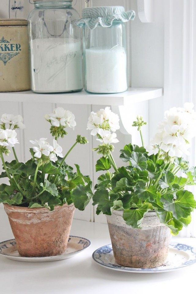 Пеларгония (Pelargonium) Пеларгония (Pelargonium)