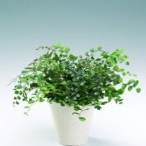 Пеллея круглолистная (Pellaea rotundifolia)
