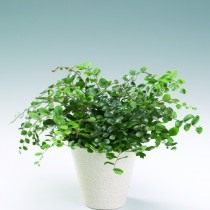 Пеллея круглолистная (Pellaea rotundifolia) Пеллея круглолистная (Pellaea rotundifolia)
