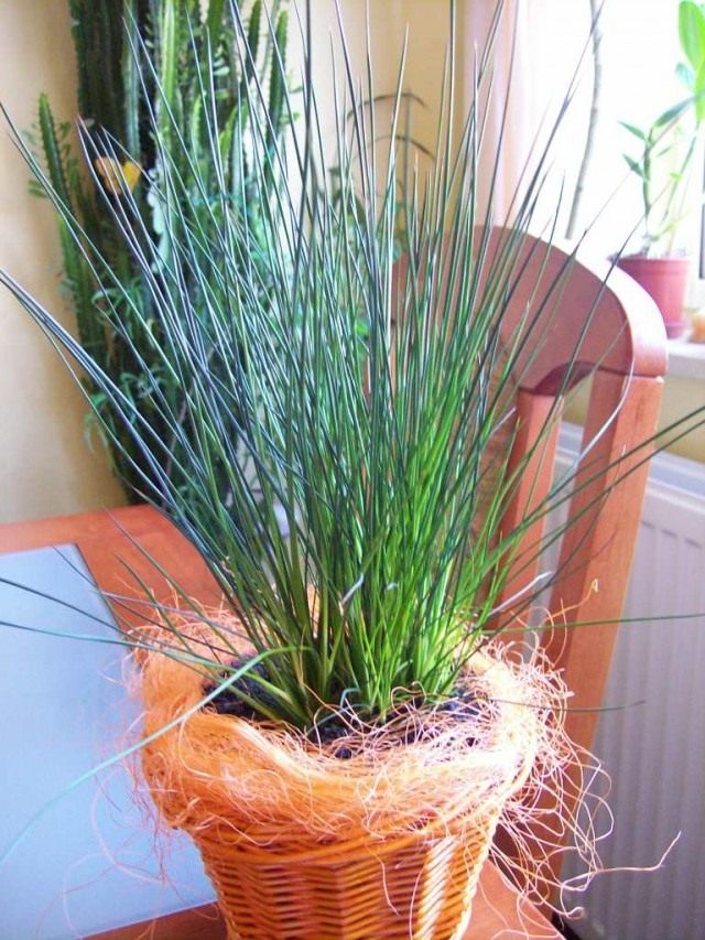 Ситник развесистый «Карандашная трава» (Juncus effusus 'Pencil Grass') Ситник развесистый «Карандашная трава» (Juncus effusus 'Pencil Grass')