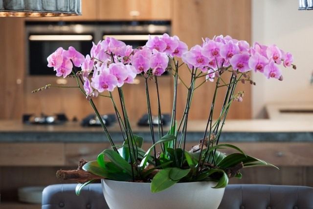 Орхидея Фаленопсис (Phalaenopsis) Орхидея Фаленопсис (Phalaenopsis)