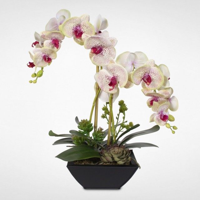 Орхидея Фаленопсис (Phalaenopsis) Орхидея Фаленопсис (Phalaenopsis)