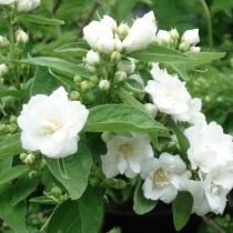 Чубушник «Белый букет» или «Буке Бланш» (Philadelphus 'Bouquet Blanche') Чубушник «Белый букет» или «Буке Бланш» (Philadelphus 'Bouquet Blanche')