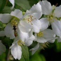 Чубушник «Мон Блан» (Philadelphus 'Mont Blanc'). Чубушник «Мон Блан» (Philadelphus 'Mont Blanc').