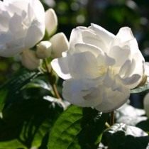 Чубушник «Шнеештурм» (Philadelphus 'Schneesturm') Чубушник «Шнеештурм» (Philadelphus 'Schneesturm')