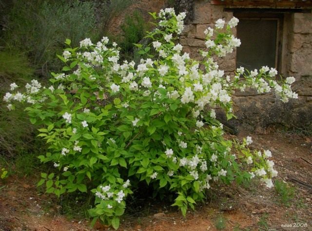Чубушник венечный (Philadelphus coronarius) Чубушник венечный (Philadelphus coronarius)