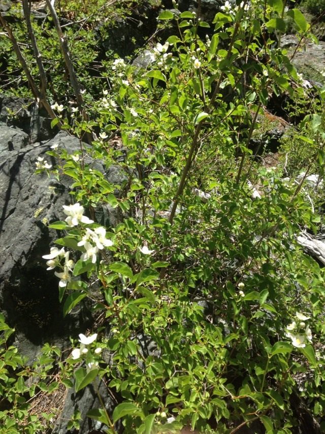 Чубушник Гордона (Philadelphus gordonianus) Чубушник Гордона (Philadelphus gordonianus)