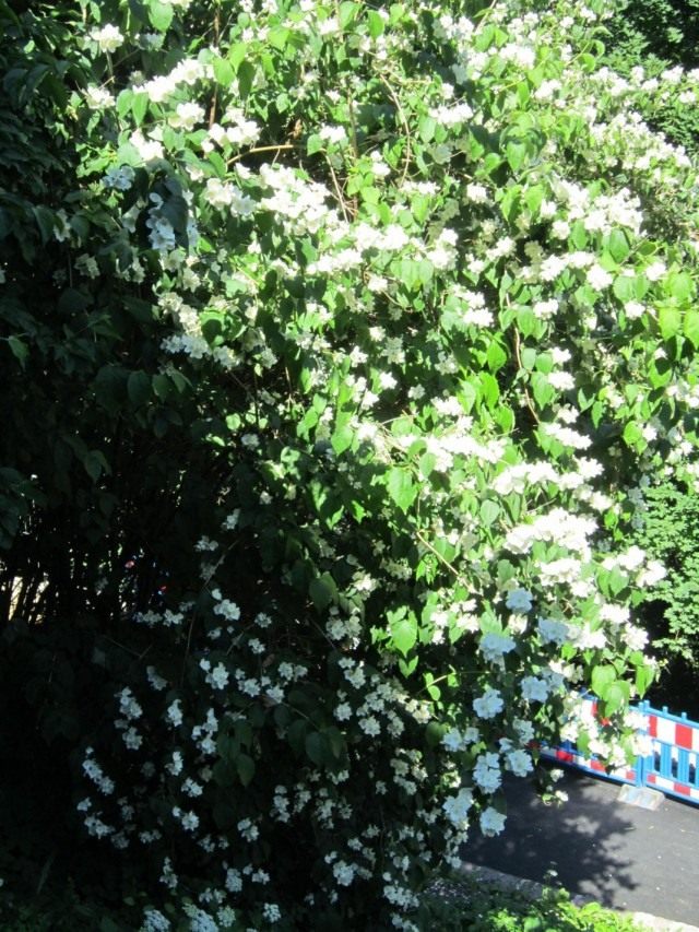 Чубушник седоватый (Philadelphus incanus) Чубушник седоватый (Philadelphus incanus)