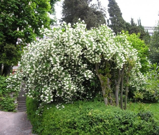 Чубушник непахучий (Philadelphus inodorus) Чубушник непахучий (Philadelphus inodorus)
