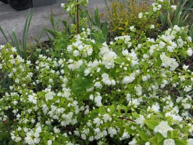 Чубушник Лемуана (Philadelphus lemoinei) Чубушник Лемуана (Philadelphus lemoinei)