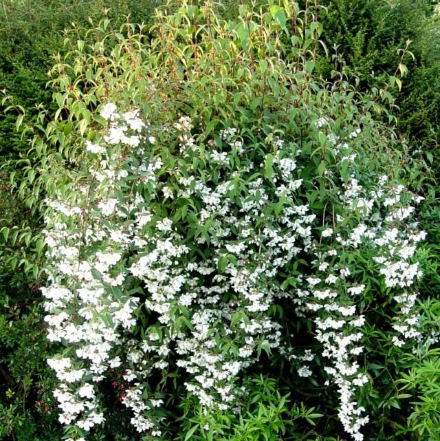 Чубушник мелколистный (Philadelphus microphyllus) Чубушник мелколистный (Philadelphus microphyllus)