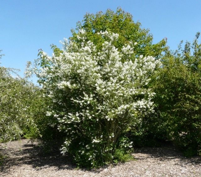 Чубушник пушистый (Philadelphus pubescens) Чубушник пушистый (Philadelphus pubescens)