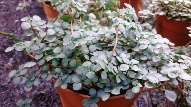 Пилея либанская или Пилея ливанская (Pilea libanensis) Пилея либанская или Пилея ливанская (Pilea libanensis)