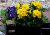 Первоцвет высокий, или Примула высокая (Primula elatior)
