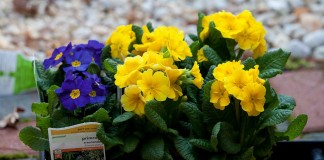 Первоцвет высокий, или Примула высокая (Primula elatior)