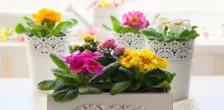 Примулы в комнатных условиях