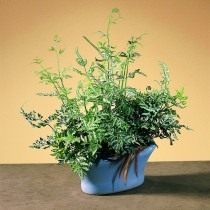 Птерис критский (Pteris cretica) Птерис критский (Pteris cretica)