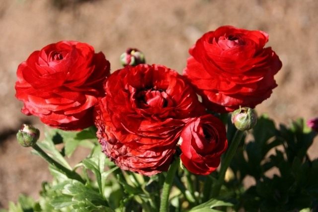 Лютик азиатский, или Лютик садовый, Ранункулюс (Ranunculus asiaticus) Лютик азиатский, или Лютик садовый, Ранункулюс (Ranunculus asiaticus)
