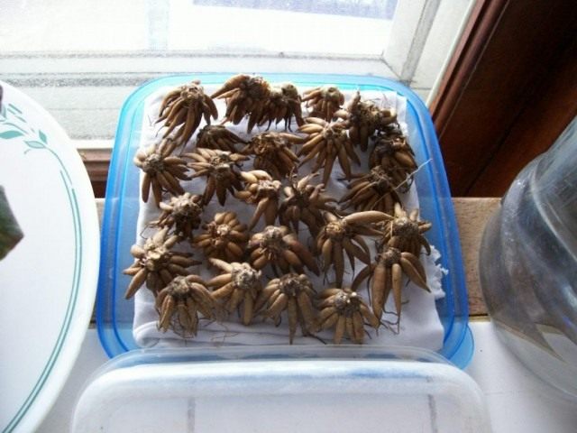 Клубни ранункулуса, лютика садового Клубни ранункулуса, лютика садового