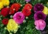 Лютик азиатский, или Лютик садовый, Ранункулюс (Ranunculus asiaticus)