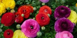 Лютик азиатский, или Лютик садовый, Ранункулюс (Ranunculus asiaticus)