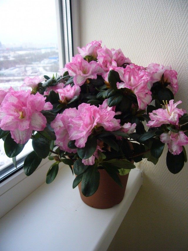 Рододендрон — Азалия (Rhododendron) Рододендрон — Азалия (Rhododendron)