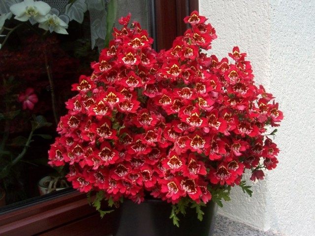 Схизантус визетонский (Schizanthus wisetonensis) Схизантус визетонский (Schizanthus wisetonensis)