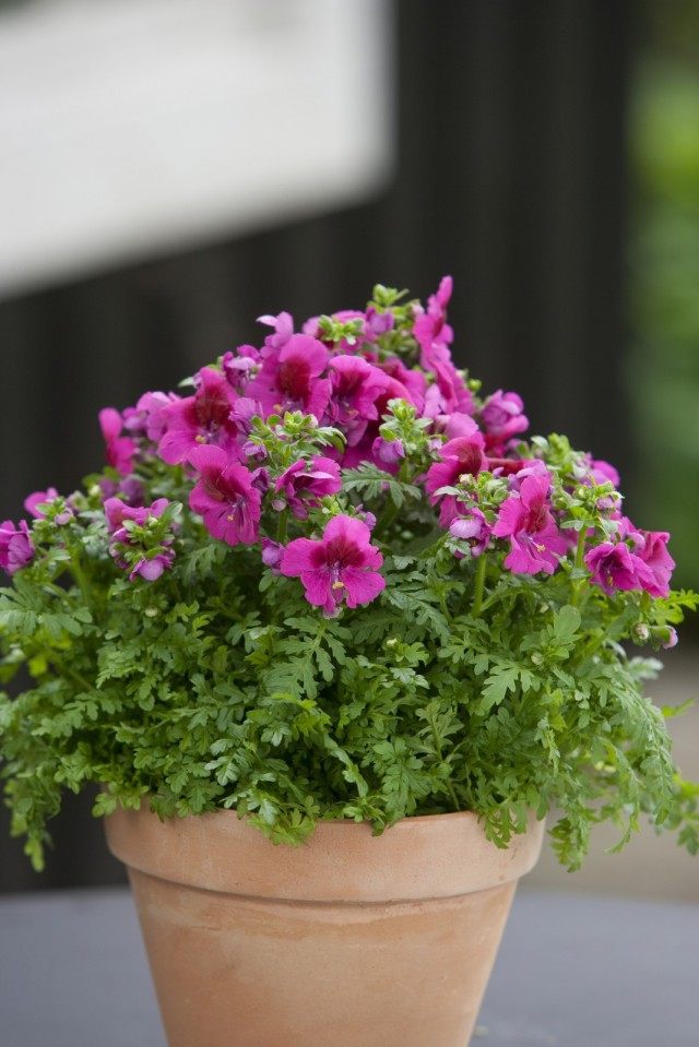 Схизантус визетонский (Schizanthus wisetonensis) Схизантус визетонский (Schizanthus wisetonensis)