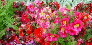 Схизантус визетонский (Schizanthus wisetonensis)