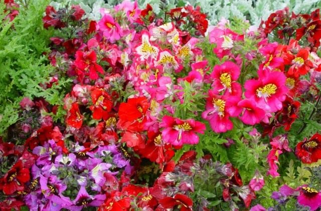 Схизантус визетонский (Schizanthus wisetonensis) Схизантус визетонский (Schizanthus wisetonensis)