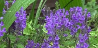 Шлемник байкальский (Scutellaria baicalensis)