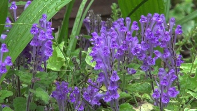Шлемник байкальский (Scutellaria baicalensis) Шлемник байкальский (Scutellaria baicalensis)